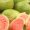 guclu-bir-antibiyotik-yaslanma-karsiti-guava-meyvesinin-bilinmeyen-faydalari-Gl97flZm.jpg